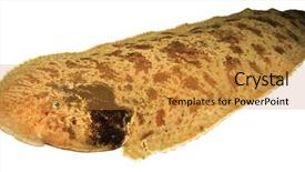  Presentation with moses - Colorful slide deck enhanced with live moses sole fish isolated backdrop and a  colored foreground