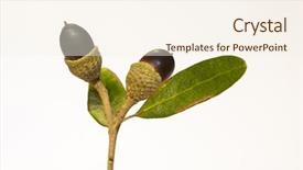  Presentation with oak tree - Amazing PPT theme having live oak tree acorn nut backdrop and a cream colored foreground