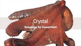  Presentation with octopus - PPT layouts having live octopus isolated big red background and a tawny brown colored foreground