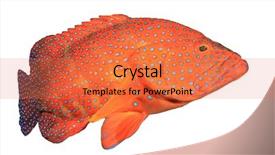  Presentation with grouper - Slide deck with live red grouper fish isolated background and a red colored foreground