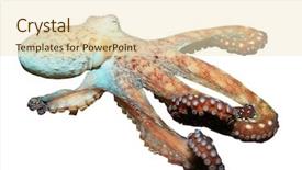  Presentation with reef octopus underwater - Audience pleasing PPT layouts consisting of live reef octopus underwater isolated backdrop and a lemonade colored foreground