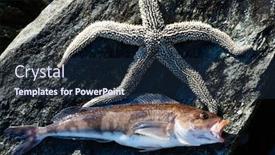  Presentation with live - Amazing presentation having live-sea-arabesque-greenling-bass backdrop and a wine colored foreground