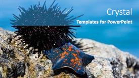  Presentation with rock star - Colorful presentation theme enhanced with live-sea-urchin-and-star backdrop and a teal colored foreground