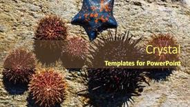  Presentation with rock star - Slide set having live-sea-urchins-and-star background and a tawny brown colored foreground
