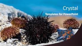  Presentation with rock star - Presentation theme featuring live-sea-urchins-and-star background and a teal colored foreground