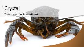  Presentation with white clay tiled roof - Beautiful slide deck featuring live shrimp - astacus leptodactylus narrow-clawed crayfish backdrop and a  colored foreground