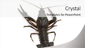  Presentation with white clay tiled roof - Beautiful slide deck featuring live shrimp - astacus leptodactylus narrow-clawed crayfish backdrop and a  colored foreground