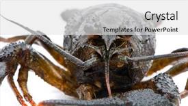  Presentation with white clay tiled roof - Slide set with live shrimp - astacus leptodactylus narrow-clawed crayfish background and a  colored foreground