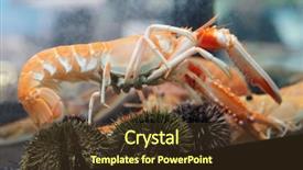  Presentation with coal - Slides having live shrimp - beef steak and asparagus wrapped background and a  colored foreground