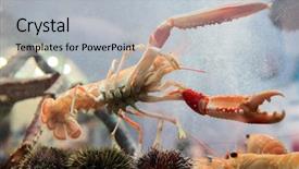  Presentation with wide - Colorful slide deck enhanced with live shrimp - langoustine in aquarium hanging its backdrop and a light gray colored foreground