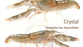  Presentation with live - Colorful slide deck enhanced with live shrimp crayfish in isolated backdrop and a cream colored foreground