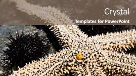  Presentation with live - Colorful presentation design enhanced with live-starfish-and-sea-urchins backdrop and a violet colored foreground