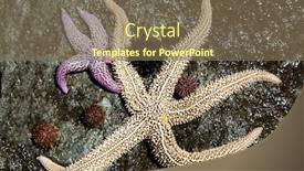  Presentation with live - PPT theme having live-starfish-and-sea-urchins background and a violet colored foreground