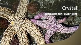  Presentation with live - Audience pleasing slide set consisting of live-starfish-and-sea-urchins backdrop and a tawny brown colored foreground