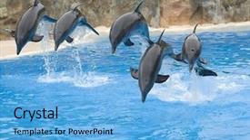  Presentation with rope - Beautiful theme featuring live theme - bottlenose dolphins leaping backdrop and a light blue colored foreground