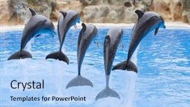  Presentation with rope - Cool new theme with live theme - bottlenose dolphins leaping backdrop and a light blue colored foreground