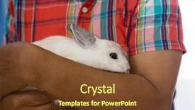  Presentation with rabbit - Audience pleasing PPT layouts consisting of live theme - midsection of senior man holding backdrop and a tawny brown colored foreground