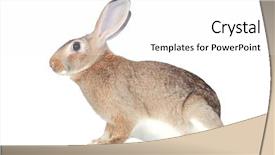  Presentation with bunny - Colorful slides enhanced with fresh healthy salad and notepad for copy space and silverware on wooden table view from above backdrop and a gray colored foreground
