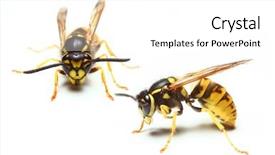  Presentation with live - Cool new presentation theme with live two yellow jacket backdrop and a white colored foreground