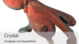  Presentation with octopus - Cool new slide deck with live underwater octopus isolated backdrop and a light gray colored foreground