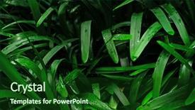  Presentation with green industries plant - Presentation theme having jungle green leaves tropical wallpaper background and a forest green colored foreground