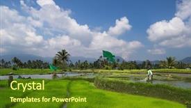  Presentation with west - PPT layouts having livelihood - farmer tending to the paddy background and a tawny brown colored foreground