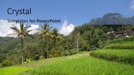  Presentation with livelihood village - PPT theme consisting of livelihood - paddy field and coconut trees background and a light blue colored foreground