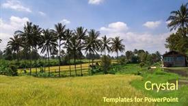  Presentation with livelihood village - PPT layouts enhanced with livelihood - ripening paddy field and coconut background and a tawny brown colored foreground