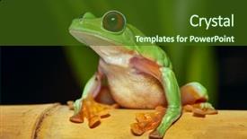  Presentation with costa rica - Theme having lives in amazon rain forest background and a tawny brown colored foreground