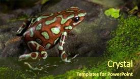  Presentation with poison - Amazing PPT theme having lives in the central america backdrop and a tawny brown colored foreground