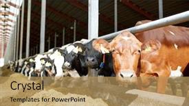  Presentation with agriculture industry - Audience pleasing slides consisting of livestock - agriculture industry farming and animal backdrop and a coral colored foreground