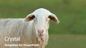  Presentation with livestock - PPT theme with livestock - beautiful lamb next to its background and a coral colored foreground