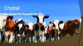  Presentation with livestock - Colorful slide deck enhanced with livestock - calves on the field backdrop and a cobalt blue colored foreground