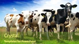  Presentation with livestock - Beautiful presentation design featuring livestock - calves on the field backdrop and a tawny brown colored foreground