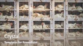  Presentation with livestock - Presentation featuring livestock - chicken shop in india background and a gray colored foreground
