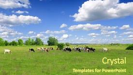  Presentation with livestock - Colorful presentation theme enhanced with livestock - cows grazing on pasture backdrop and a tawny brown colored foreground