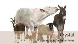  Presentation with livestock - Cool new presentation with livestock - group of farm animals isolated backdrop and a coral colored foreground