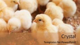  Presentation with chicks - Presentation featuring livestock - young yellow baby chicks background and a coral colored foreground