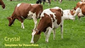  Presentation with livestock - Theme with livestock-dutch-cows-graze background and a tawny brown colored foreground