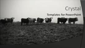  Presentation with livestock - Slide deck enhanced with livestock facing camera foggy morning background and a light gray colored foreground