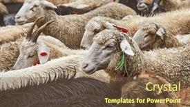  Presentation with livestock - PPT theme with livestock-farm-flock-of-sheep background and a tawny brown colored foreground