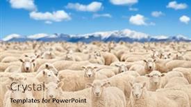  Presentation with sky blue - Presentation consisting of livestock-farm-flock-of-sheep and a lemonade colored foreground