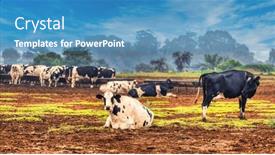  Presentation with livestock - Slide set having livestock-milk-cows background and a teal colored foreground