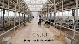  Presentation with livestock - PPT theme enhanced with livestock-veterinarian-in-lab-coat background and a coral colored foreground