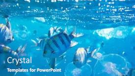  Presentation with living coral - PPT theme having living-coral-reef-in-red background and a teal colored foreground