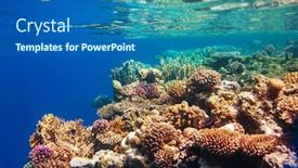  Presentation with living coral - PPT theme enhanced with living-coral-reef-in-red background and a ocean colored foreground