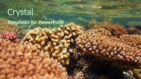  Presentation with living coral - Cool new PPT layouts with living-coral-reef-in-red backdrop and a tawny brown colored foreground