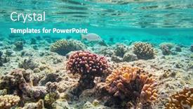  Presentation with living coral - Presentation design consisting of living-coral-reef-in-red background and a teal colored foreground