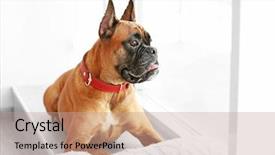  Presentation with boxer dog - Amazing PPT layouts having living faith - boxer dog with pillow lying backdrop and a  colored foreground