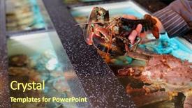  Presentation with gastric cancer - Slides with living marine cancer in hand background and a tawny brown colored foreground